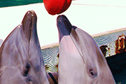 DOLPHIN ANNIVERSARY