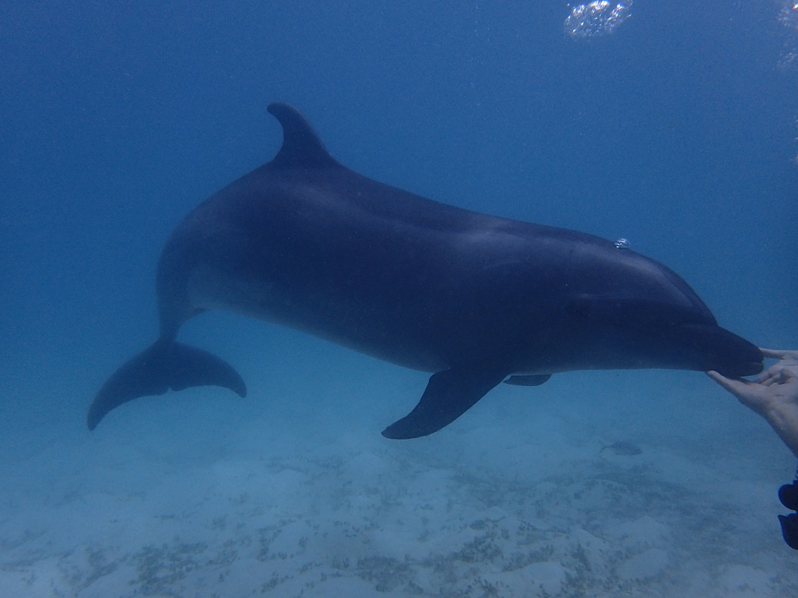 Fureai Diving