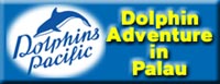DolphinsPacific Banner